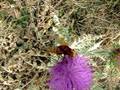 Volucella zonaria, a hornet-mimic.