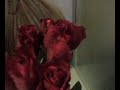 Sparkling Roses