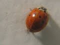 Lady Bug Poops