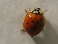 Lady Bug Poops