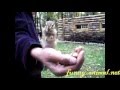 Cute squirrel eating peanuts on my hand