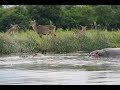 Click here to watch this video MK Tours & Travel Safaris