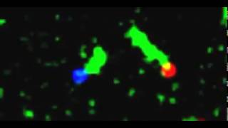 Captured on video: DNA nanotubes build a bridge between 2 molecular posts