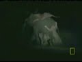 Elephants vs Lions vs Hard Times Elephants vs Lions vs Hard Times