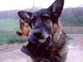 this is a little tribute to our samson, who died in december 2004 at the age of 10 after a brief battle with cancer. he died 6 months before jasper, our other german shepherd. you can see jasper's video tribute at http://www.youtube.com/watch?v=_ys7mmgvams