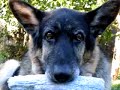 this is a little tribute to our samson, who died in december 2004 at the age of 10 after a brief battle with cancer. he died 6 months before jasper, our other german shepherd. you can see jasper's video tribute at http://www.youtube.com/watch?v=_ys7mmgvams