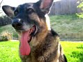 this is a little tribute to our samson, who died in december 2004 at the age of 10 after a brief battle with cancer. he died 6 months before jasper, our other german shepherd. you can see jasper's video tribute at http://www.youtube.com/watch?v=_ys7mmgvams