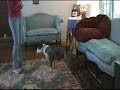 Jane Killion Freeshaping Ruby The Bull Terrier - Dog Bed