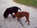 Sydney the Boxer First time with Pager