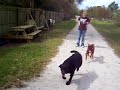 Sydney the Boxer First time with Pager