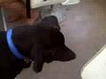 videos de Dog barking at soccer ball