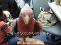 モモイロインコ