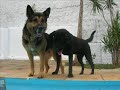 Somos loucos por cachorros