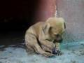 Sleepy Puppy 18 - Cute things falling asleep: Sleepy Dog, Sleepy Animal