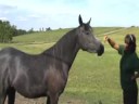 AraBliss Arabians