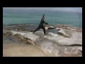 Choy Lee Fut - BroadSword Training - Basic Chinese Weapons 蔡李佛單力基本功練習片段