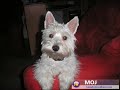 West Highland White Terrier-Westie