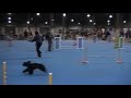 Bosco goes Wild