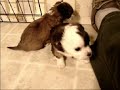 chihuahua puppies