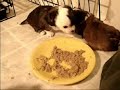 Chihuahua Puppies