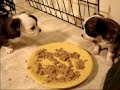 chihuahua puppies