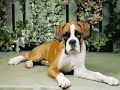 BOXER PUPPIES by Eduardo Durán Haedo BOXER PUPPIES by Eduardo Durán Haedo