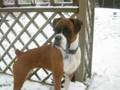 BOXER PUPPIES 