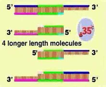 how to isolate full length cdna