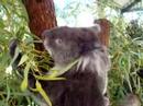 Koala Koala