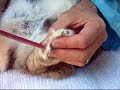 How to FILE a rabbit or bunny\ How to FILE a rabbit or bunny\