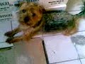 My dog Olly getting crazy when hearing the doorbell... My dog Olly getting crazy when hearing the doorbell...