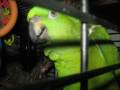 videos de Just About The Cutest Animals Ever
