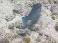 Caribbean Fish Identification : Fish Identification: Striped Parrot Fish