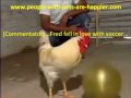 Fred, The Chicken That Plays Football