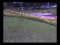 videos de Lí­rios Amarelos