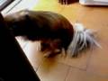 videos de LILLY PECHINESE