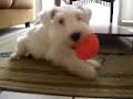 White Miniature Schnauzer - Eros playing White Miniature Schnauzer - Eros playing