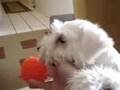 Schnauzer Miniatura video