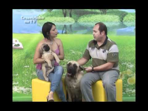 mastiff