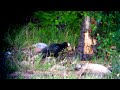 Click here to watch this video Black Woodpecker