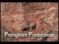 Ram and Ewe Bighorn Sheep Mating