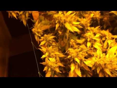 how to harvest early