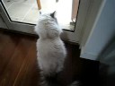 Gismo is talking Gismo is talking