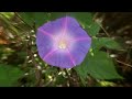 Save the Everglades