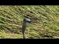 Save the Everglades