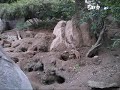 Feast of the Meerkats!