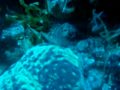 My 24 Gallon Aquapod Reef