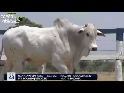 1 DE OLHO NA FAZENDA CAPO DE ANGICO