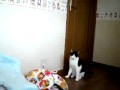 節約修理術 　壁紙はがし