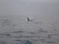 Orca